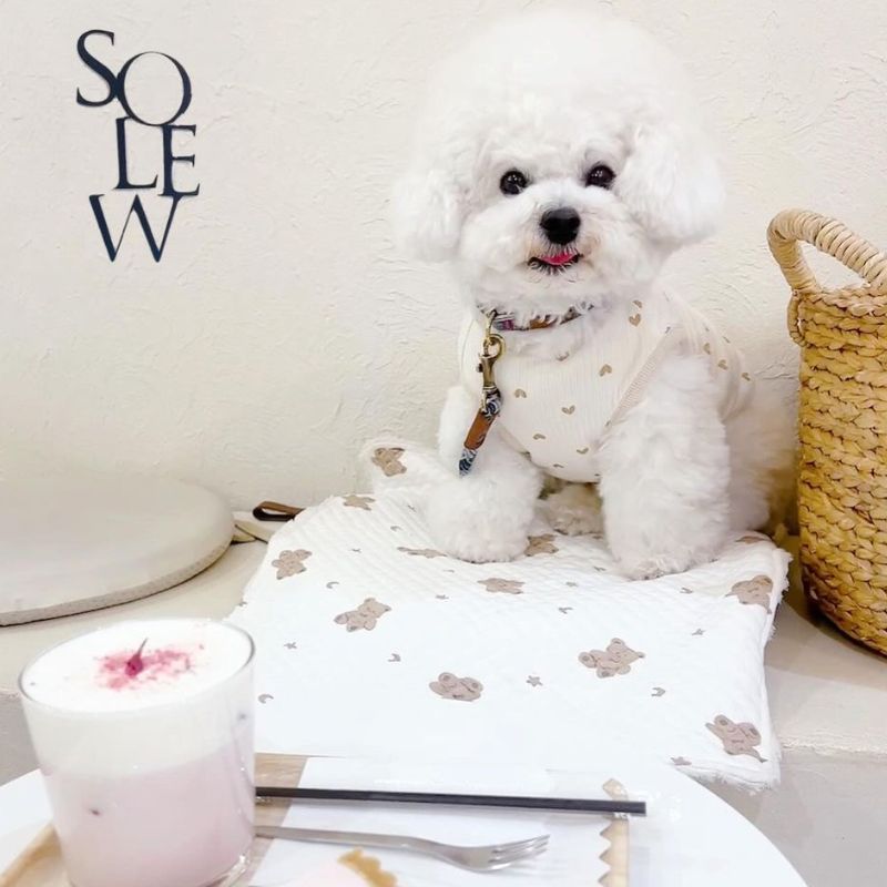 【solew cafe（ソルーカフェ）】＠momo_bichon_frise（モモ　耳ぴょこビションフリーゼ）｜新宿のペット同伴OKなドッグカフェ